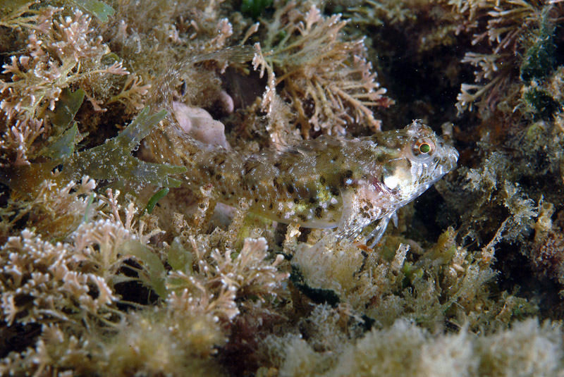 Parablennius incognitus, P. zvonimiri, P. pilicornis